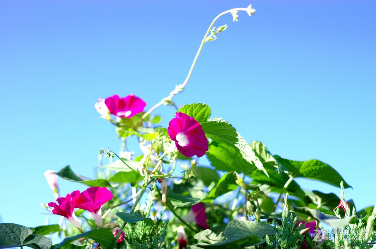 2015蓝天下的牵牛花