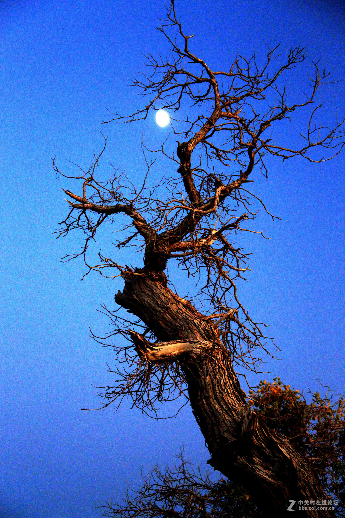 《哈密伊吾胡杨林风光》