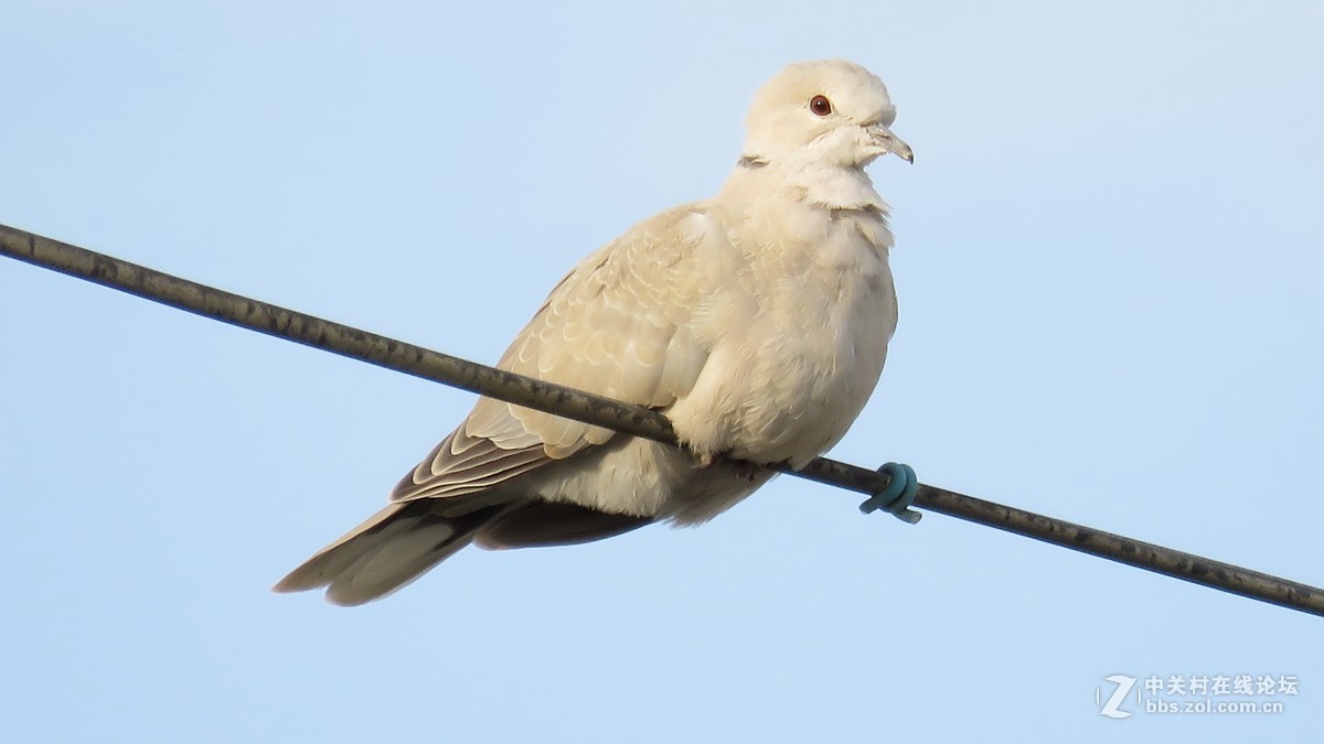 鸽形目 > 鸠鸽科  山斑鸠、灰斑鸠和欧鸽