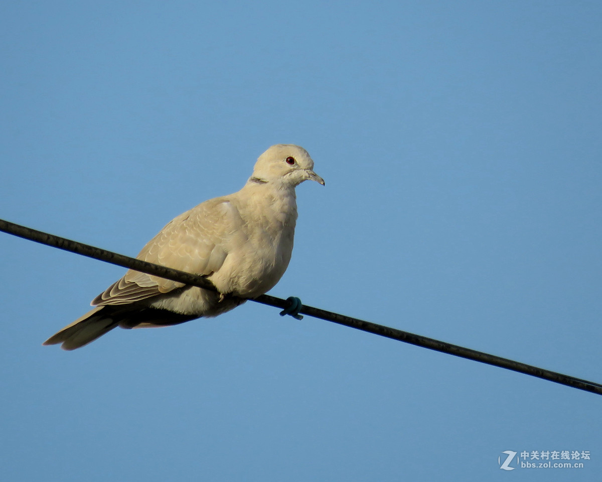 鸽形目 > 鸠鸽科  山斑鸠、灰斑鸠和欧鸽