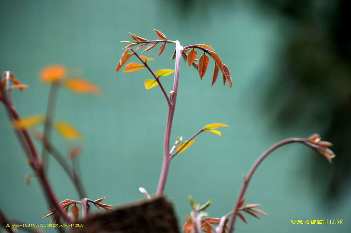 就在伤口发芽就在伤口开花杨桃树