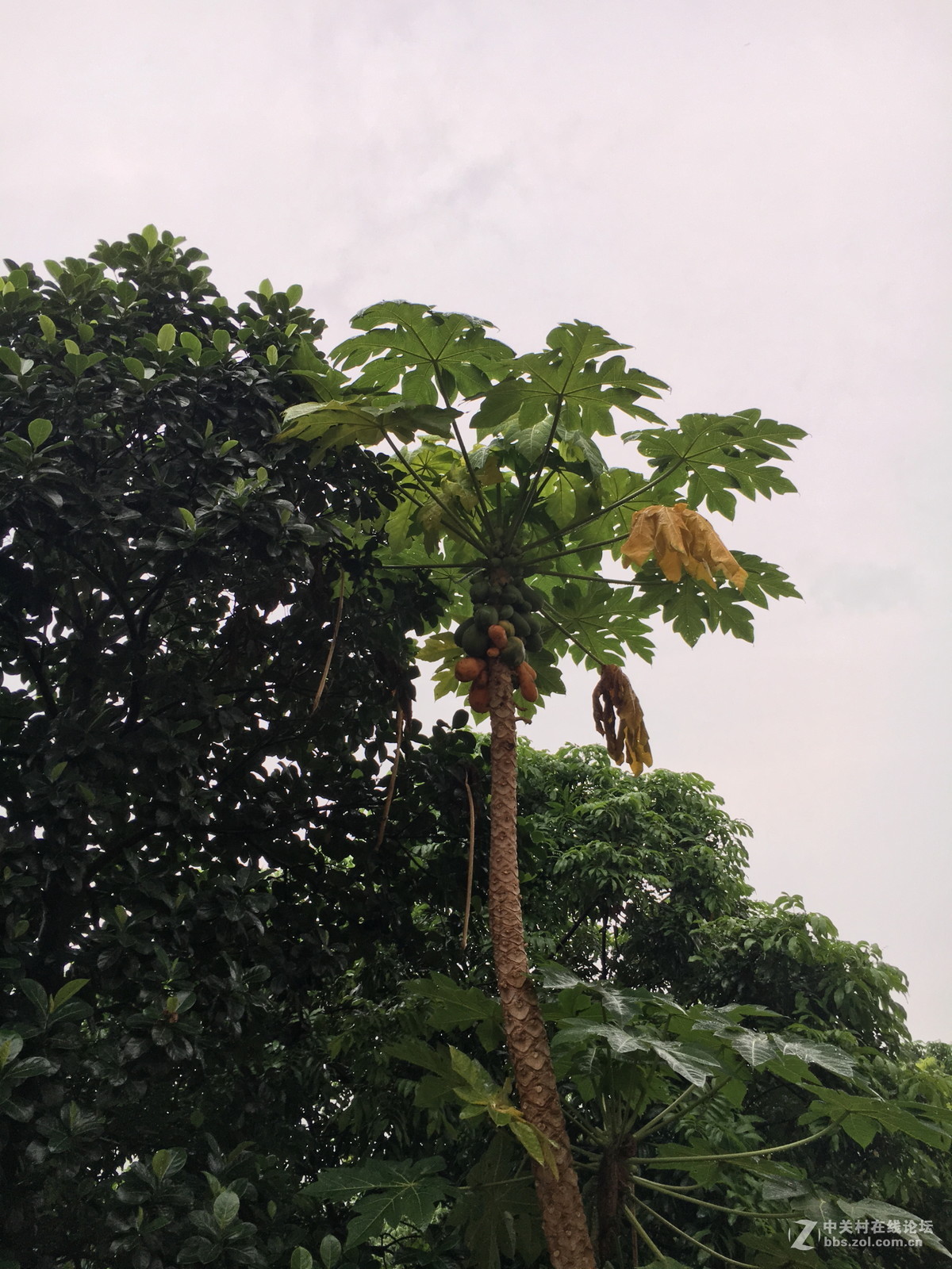 淅淅沥沥的村落