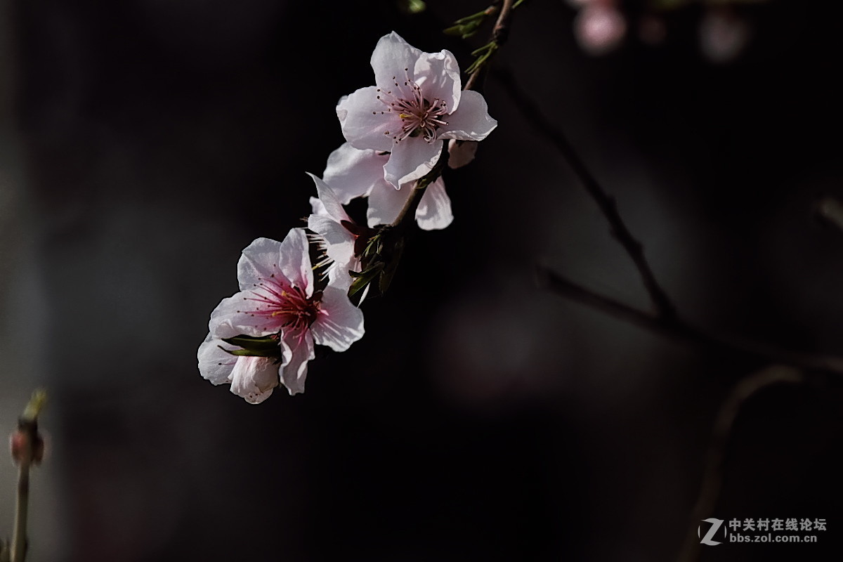 新春桃花……