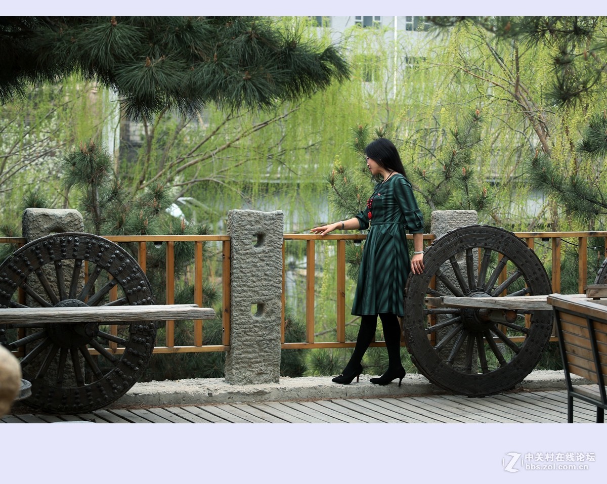 又是一年杨柳绿2