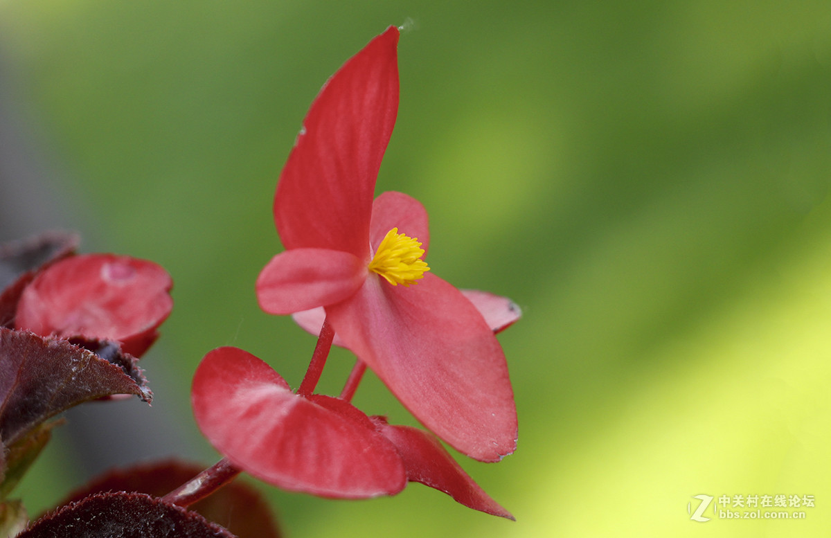 #五一随手拍活动#娇嫩艳丽的海棠花