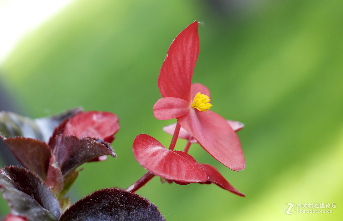 #五一随手拍活动#娇嫩艳丽的海棠花