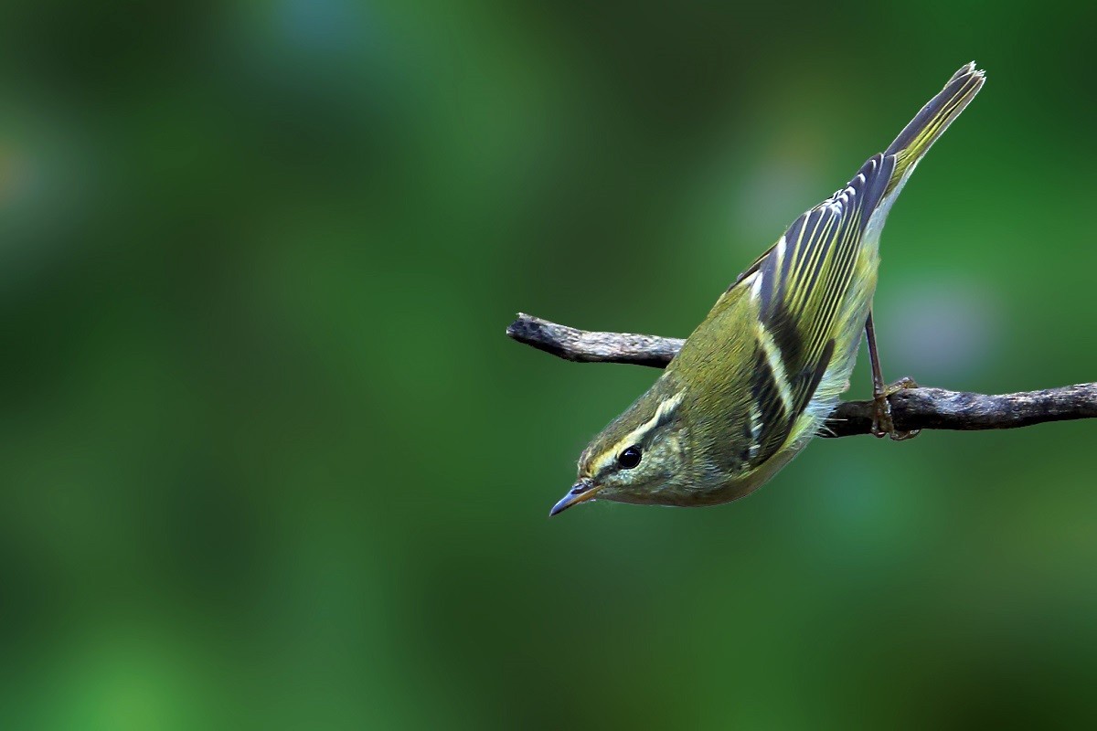 黄腰柳莺柳串儿