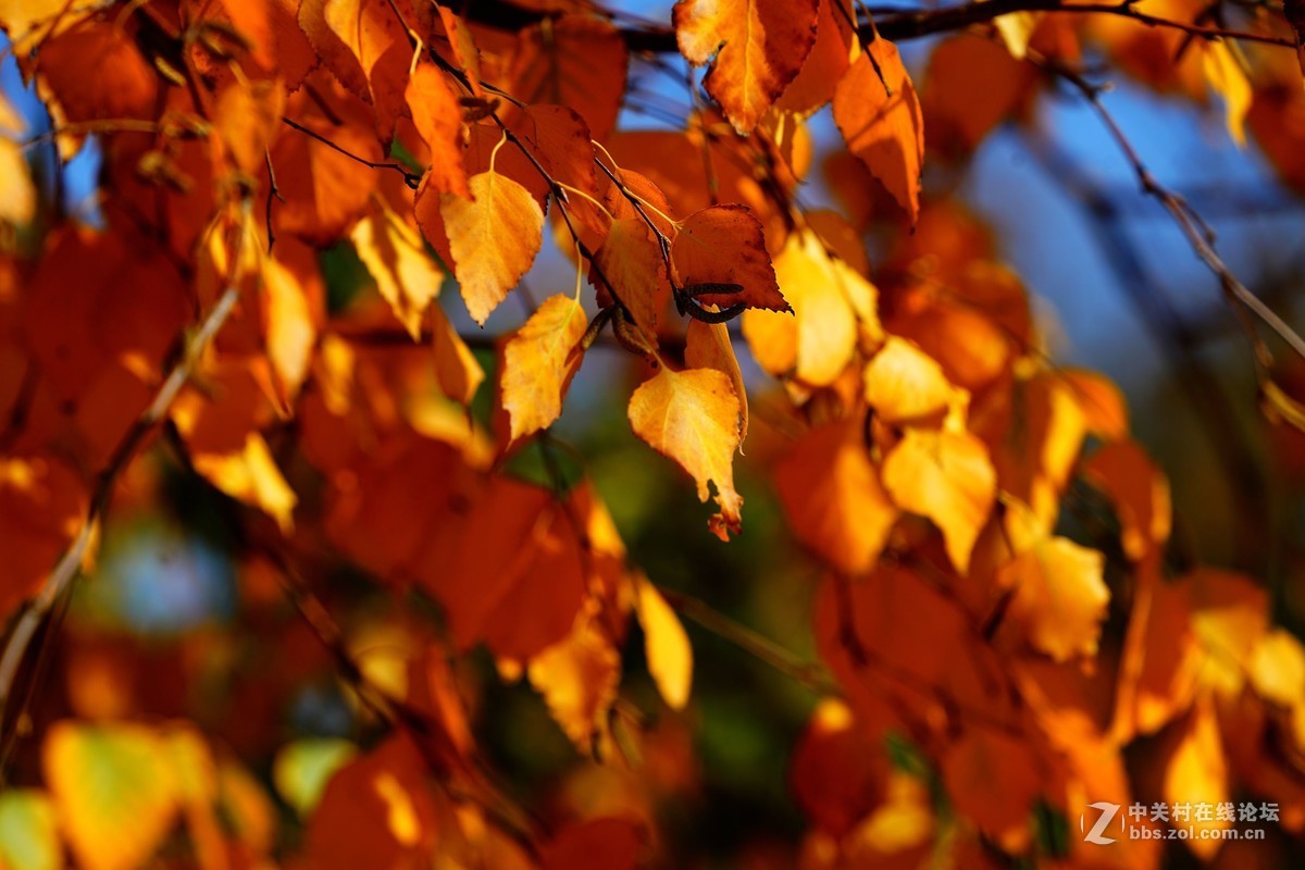 远山近水皆秋色