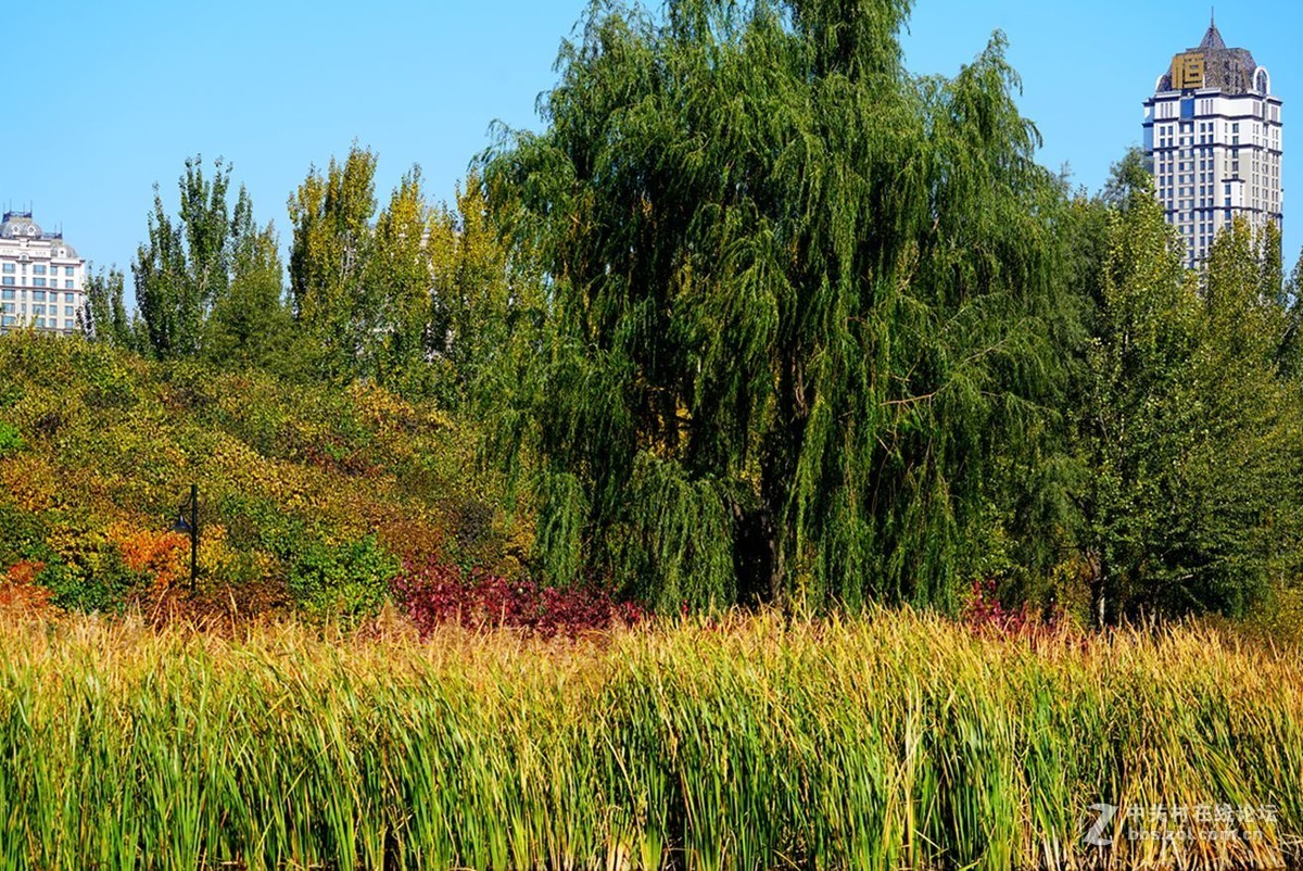 远山近水皆秋色