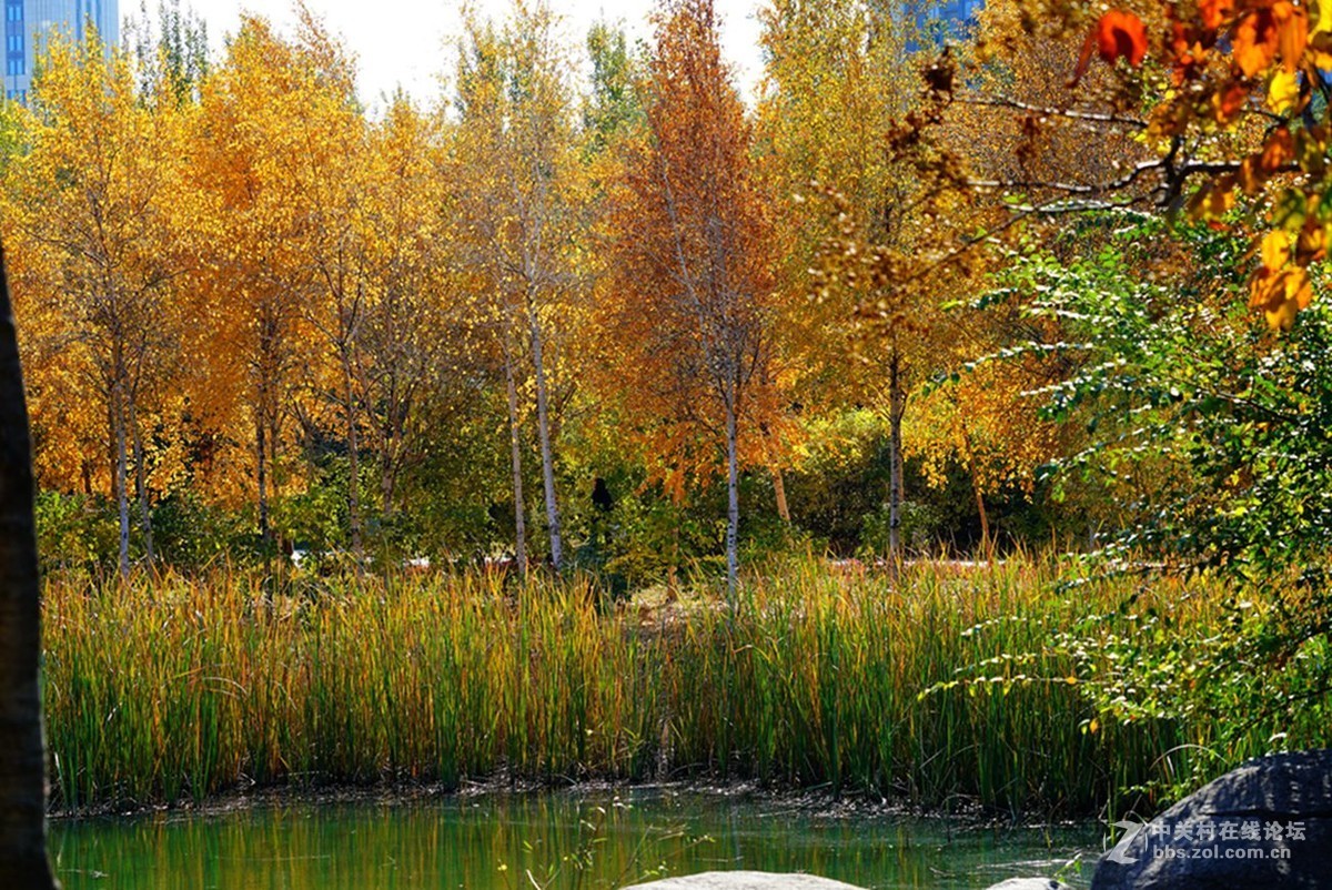 远山近水皆秋色