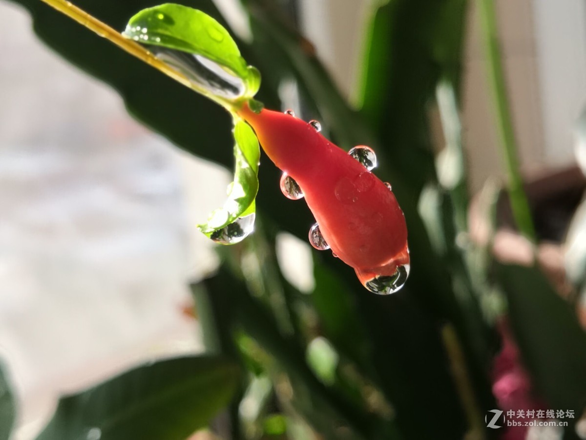 石榴花上的露珠好美啊