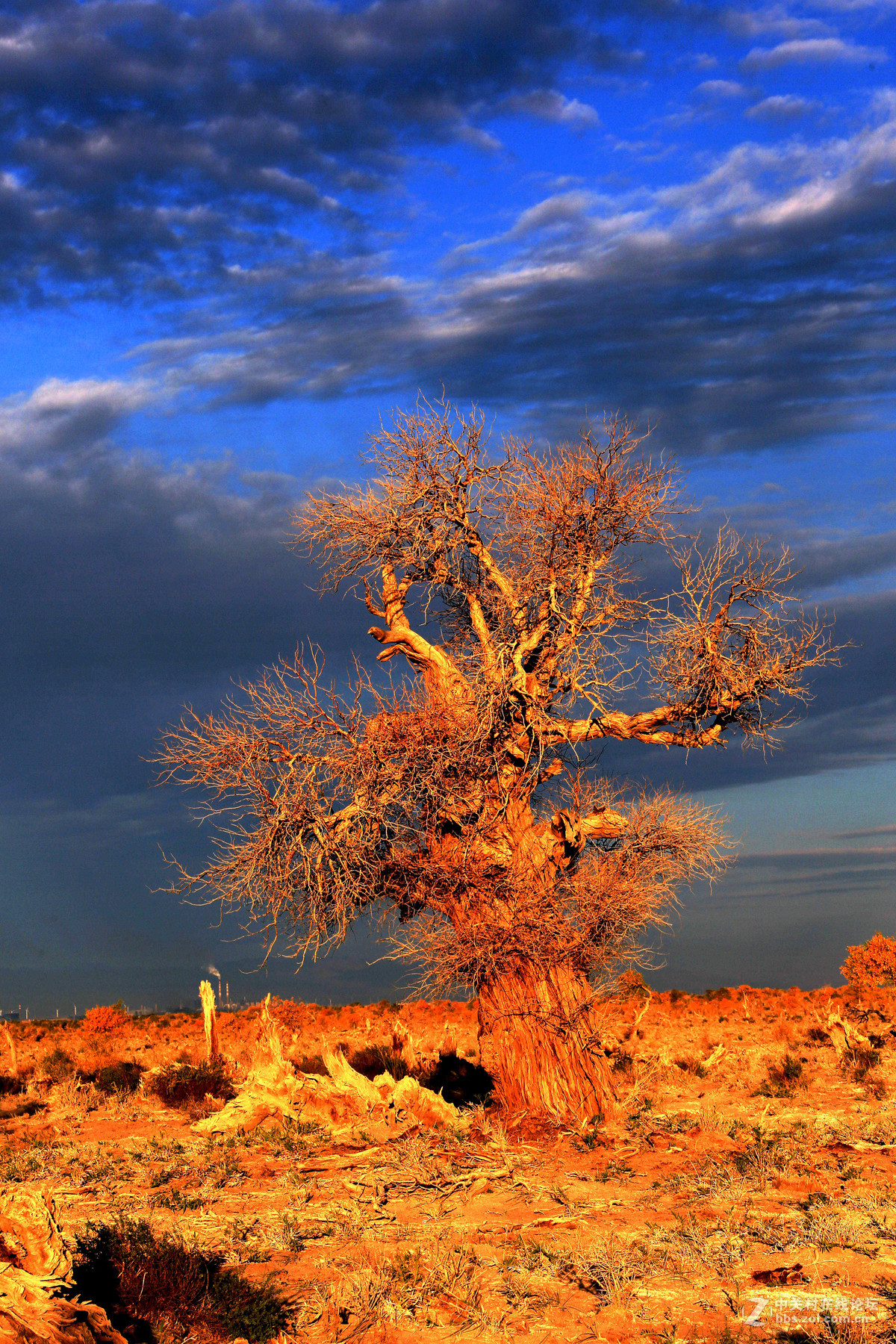 《哈密伊吾胡杨林风光》-中关村在线摄影论坛