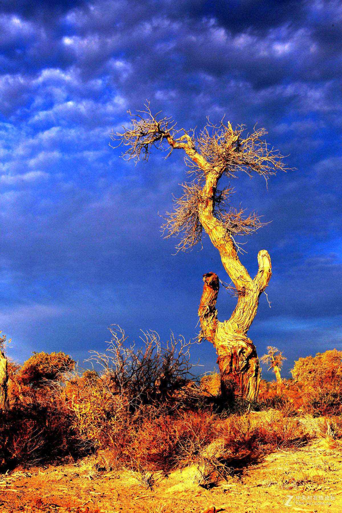 《哈密伊吾胡杨林风光》-中关村在线摄影论坛