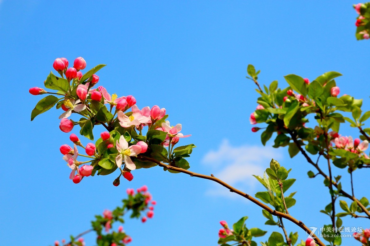 花卉春天的花四十二