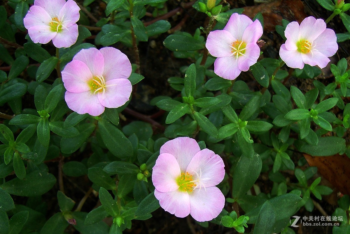 星空体育平台NV10大榭岛随拍