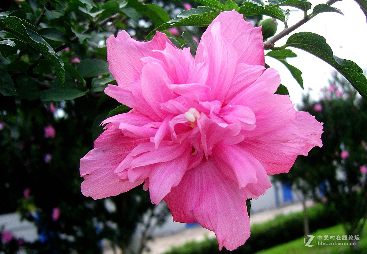 星空体育平台NV10大榭岛随拍