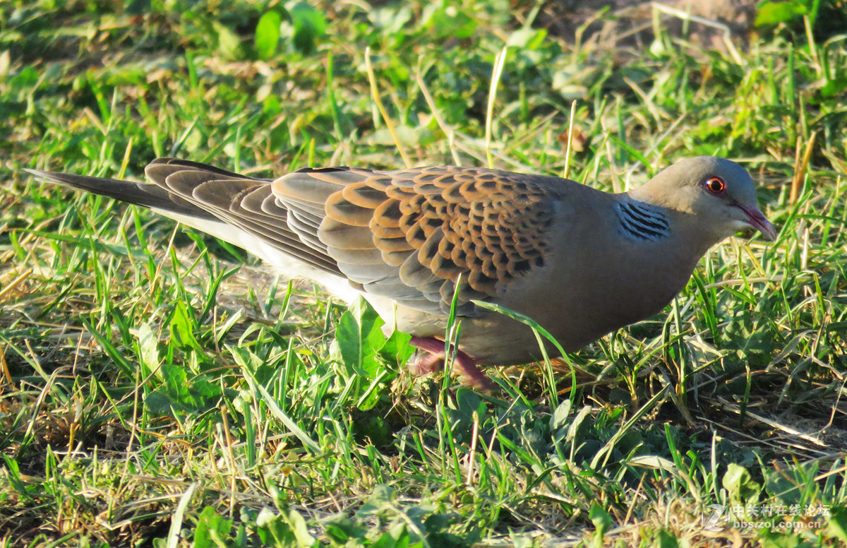 鸽形目 > 鸠鸽科  山斑鸠、灰斑鸠和欧鸽