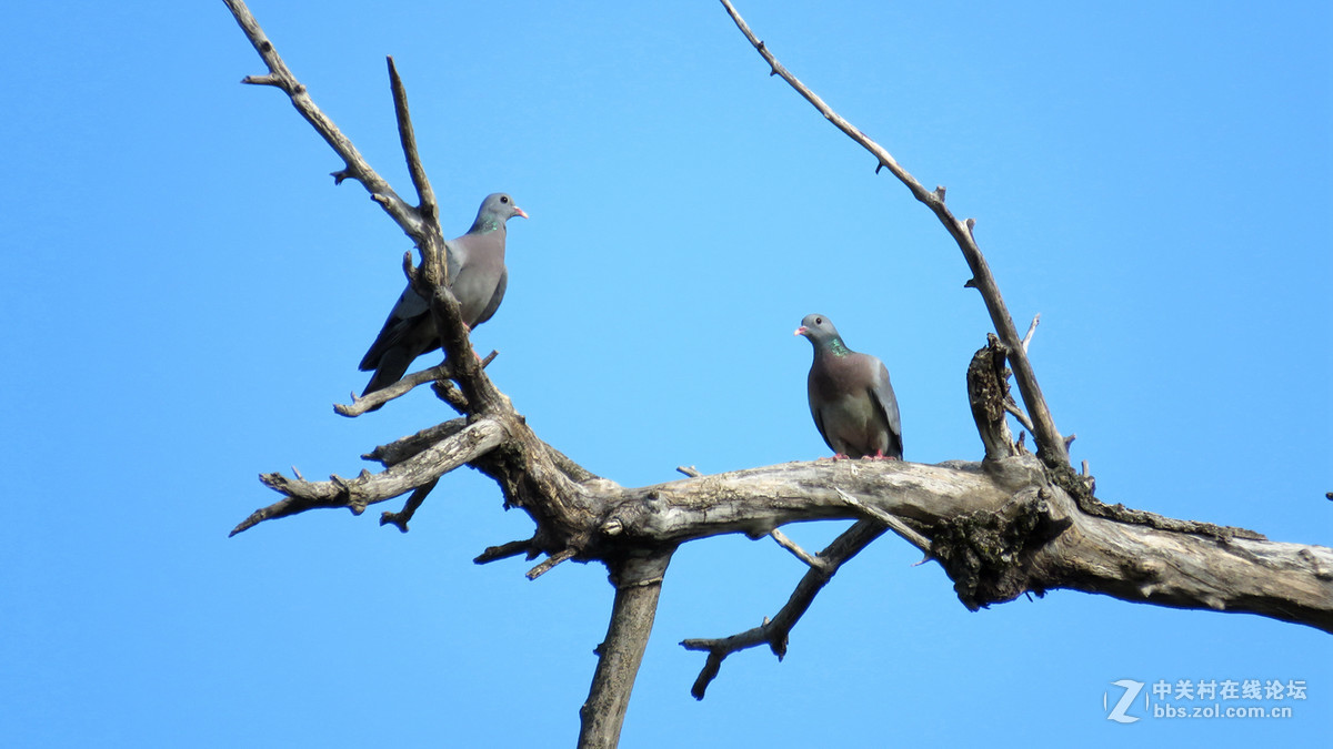 鸽形目 > 鸠鸽科  山斑鸠、灰斑鸠和欧鸽