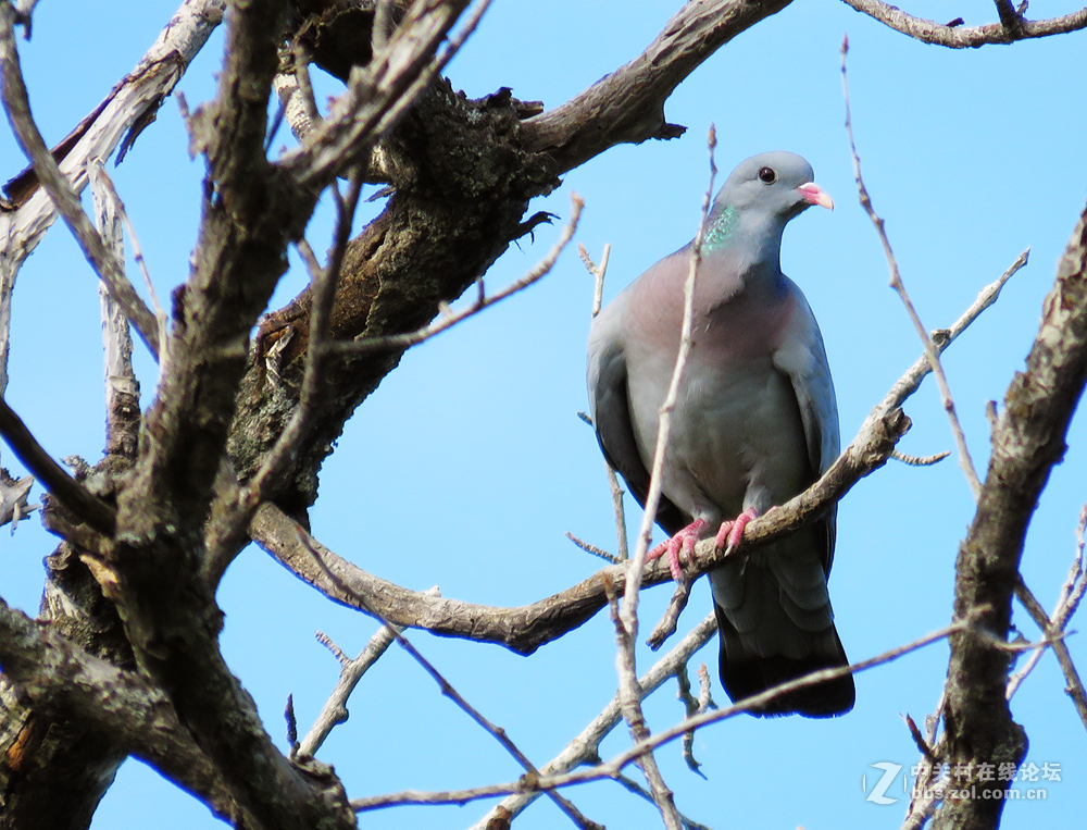 鸽形目 > 鸠鸽科  山斑鸠、灰斑鸠和欧鸽