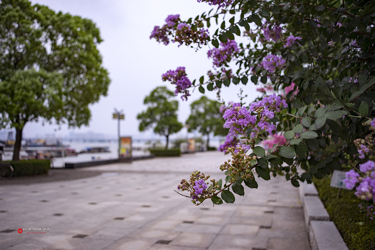 【摇摆风景】yashica ML28-50F3.5变焦头试镜