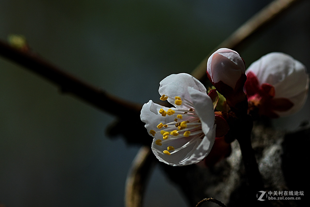 杏 花