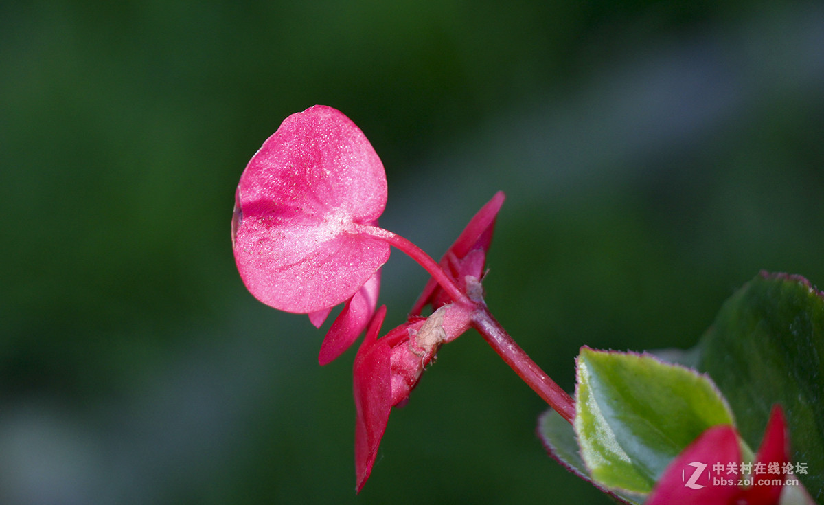#五一随手拍活动#娇嫩艳丽的海棠花