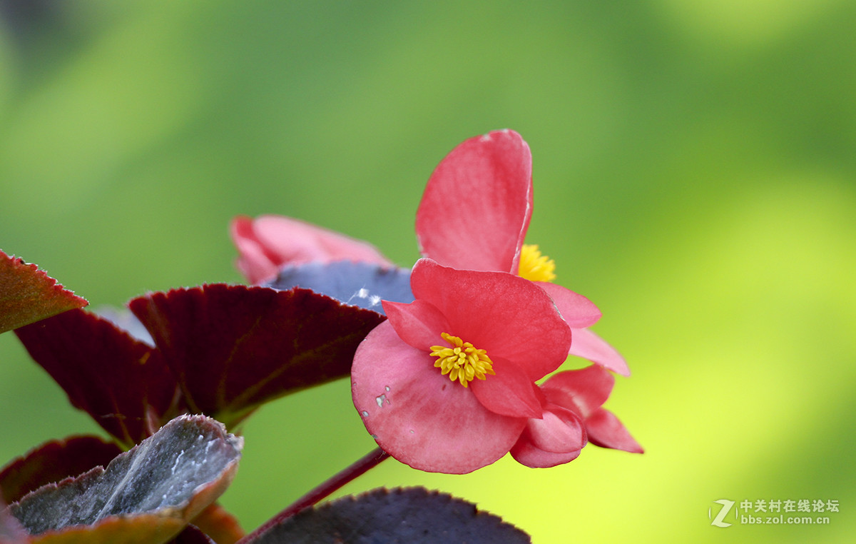 #五一随手拍活动#娇嫩艳丽的海棠花