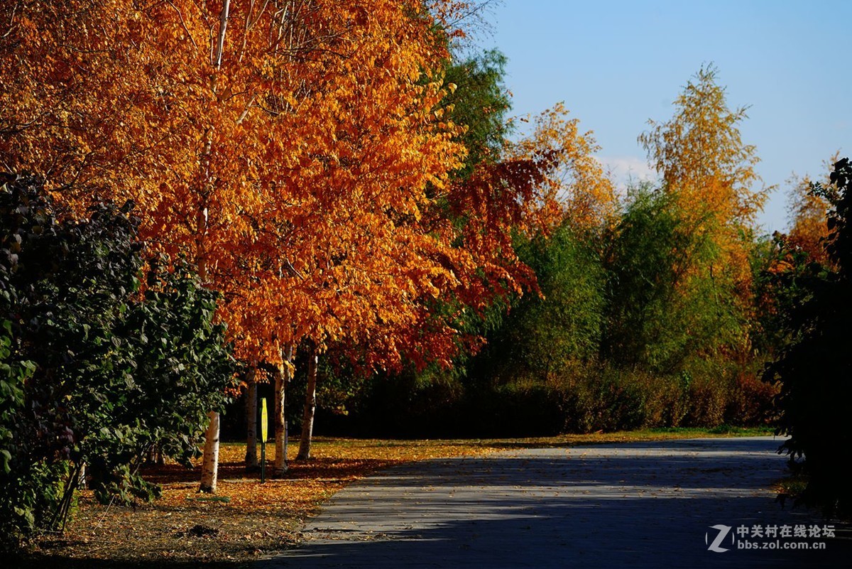 远山近水皆秋色