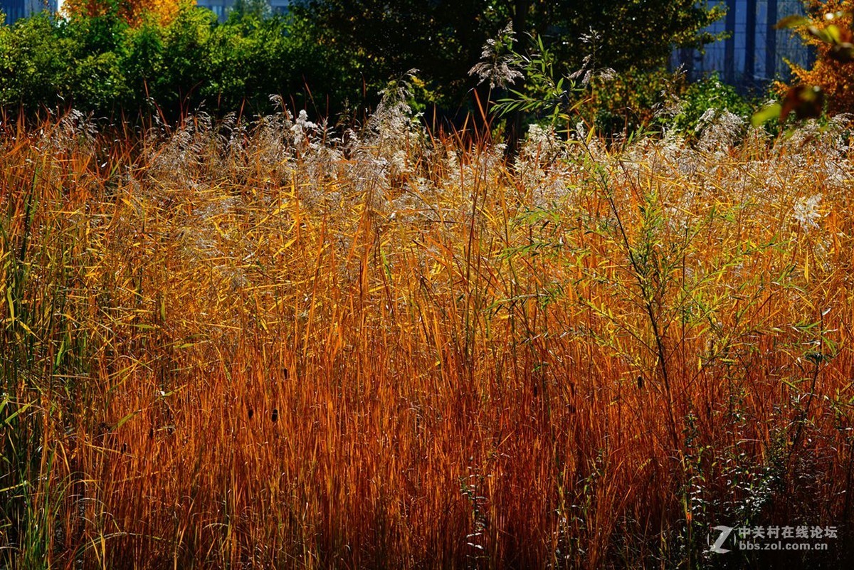 远山近水皆秋色
