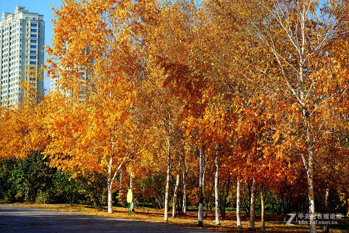 远山近水皆秋色