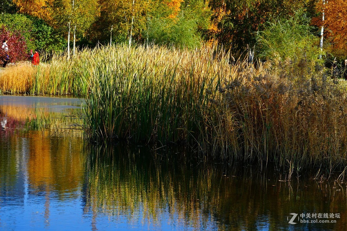 远山近水皆秋色