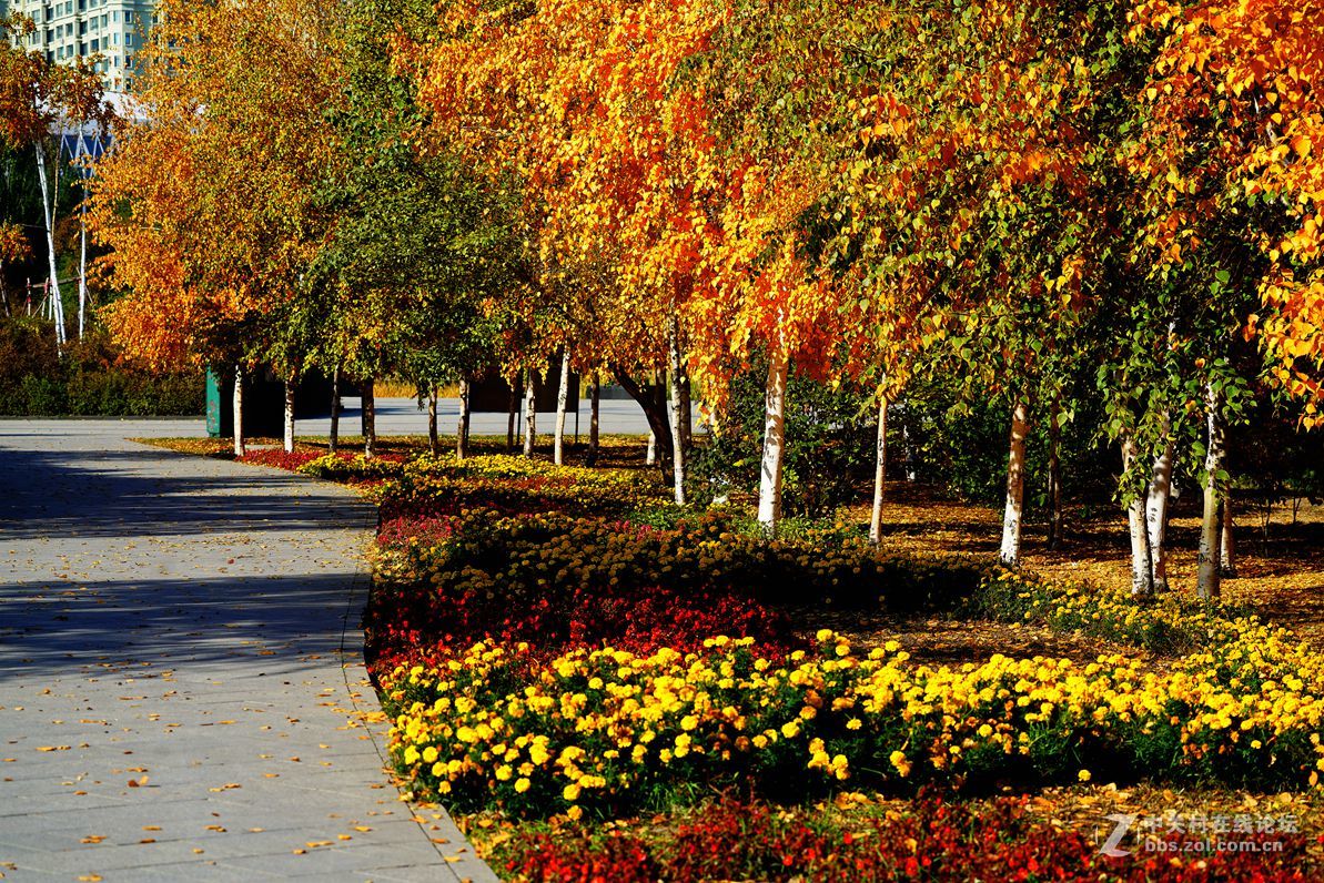 远山近水皆秋色