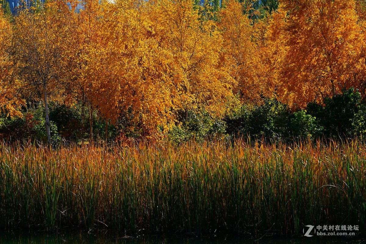 远山近水皆秋色