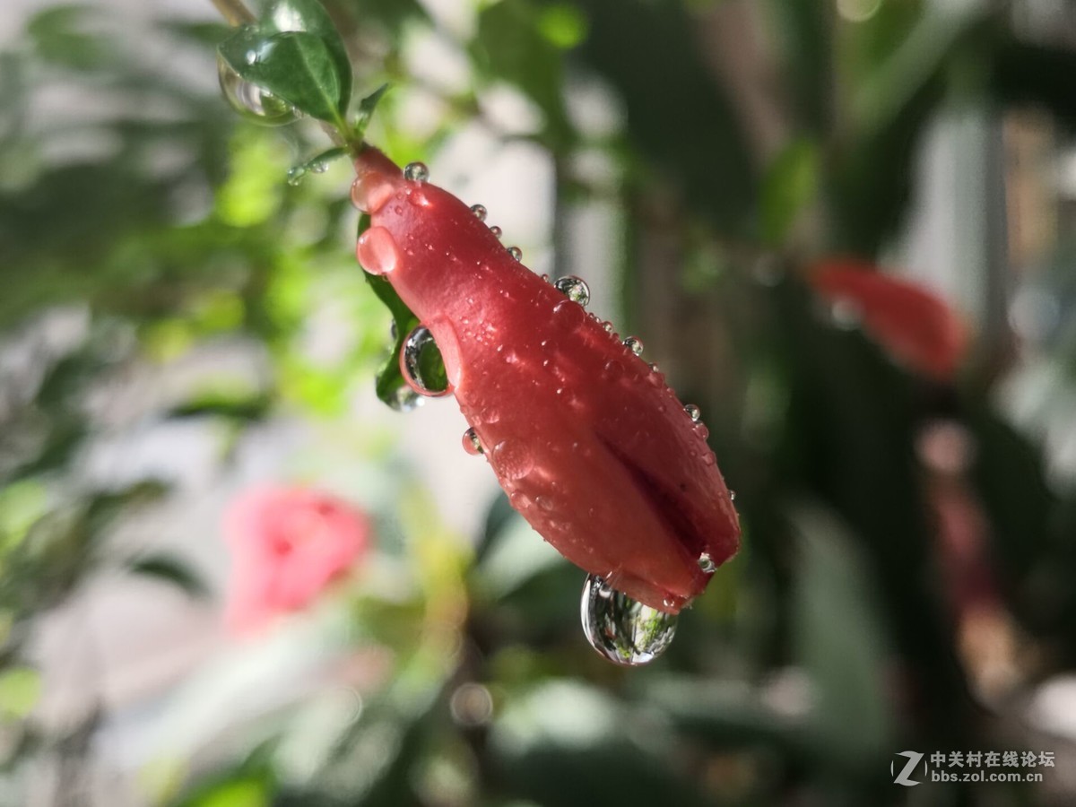 石榴花上的露珠好美啊