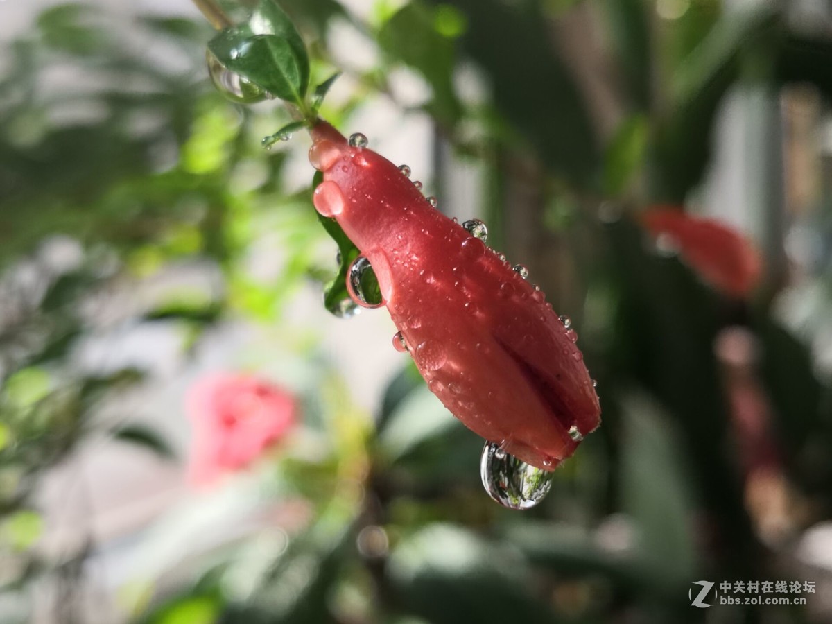 石榴花上的露珠好美啊