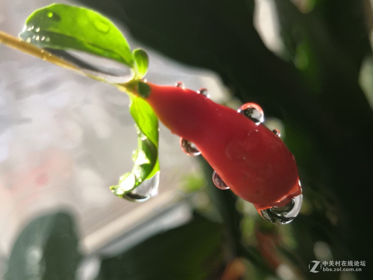 石榴花上的露珠好美啊