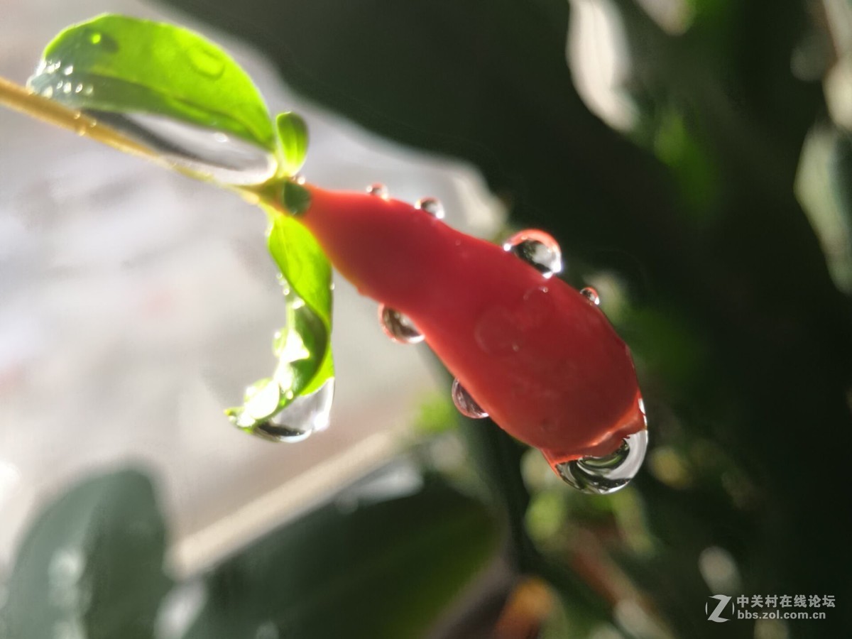 石榴花上的露珠好美啊