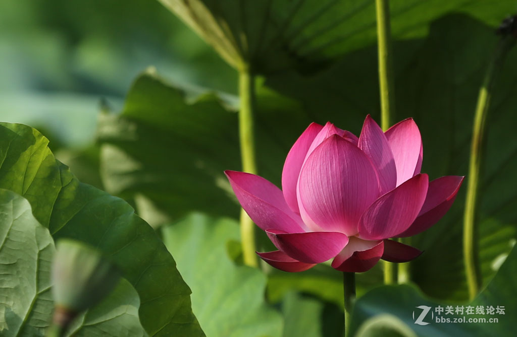 2015【荷花】之三