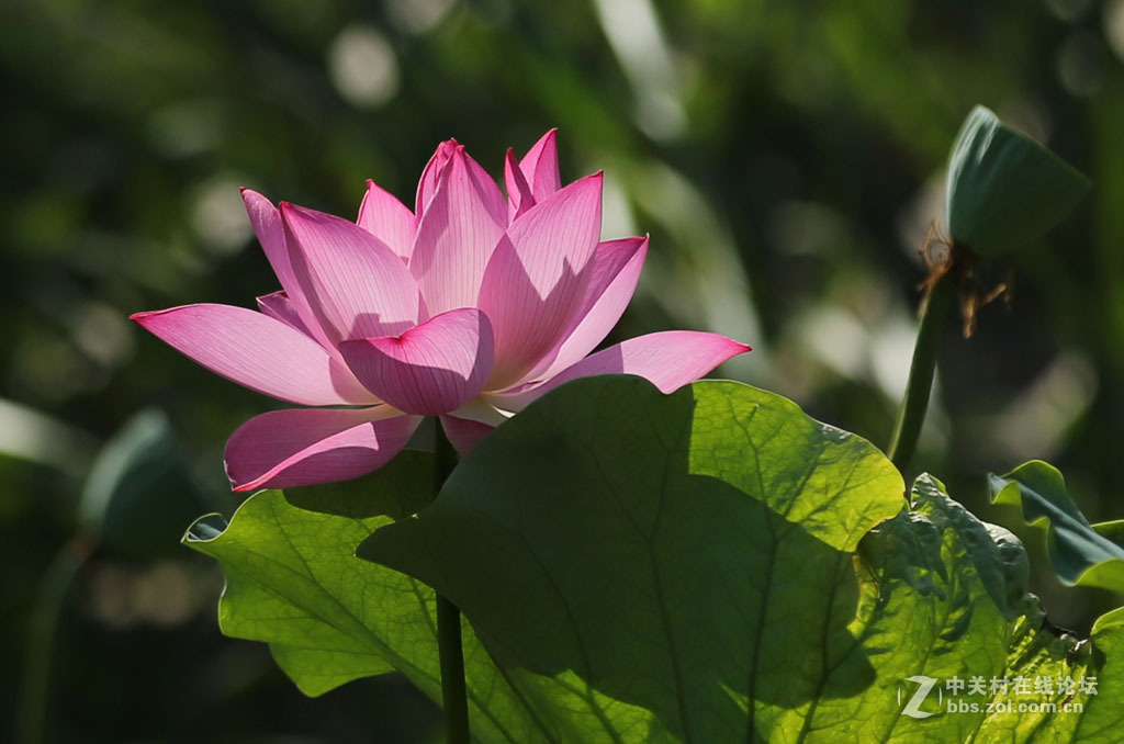 2015【荷花】之三