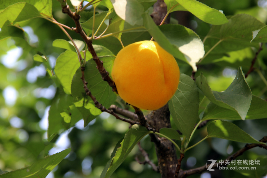 杏林春滿碩果盈