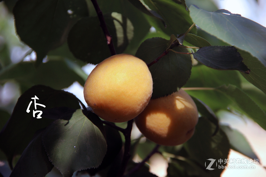 杏林春滿碩果盈