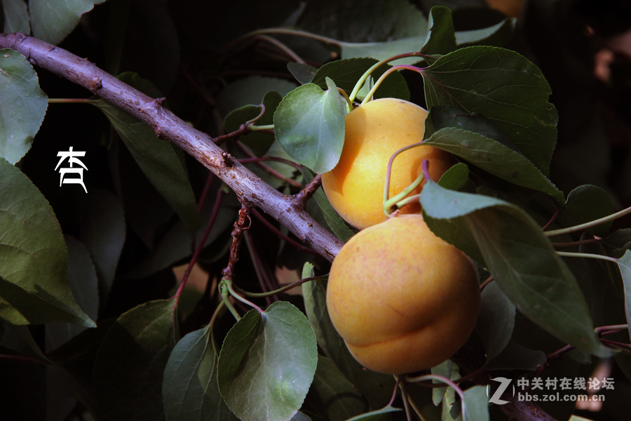 杏林春滿碩果盈