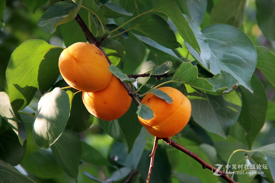 杏林春滿碩果盈