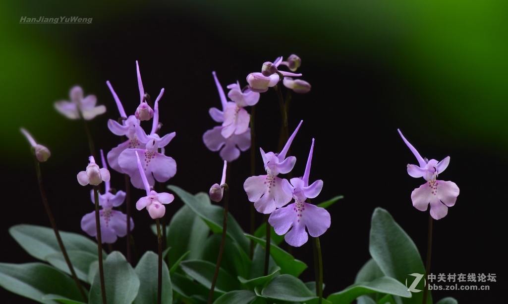 美丽的小野花大花无柱兰