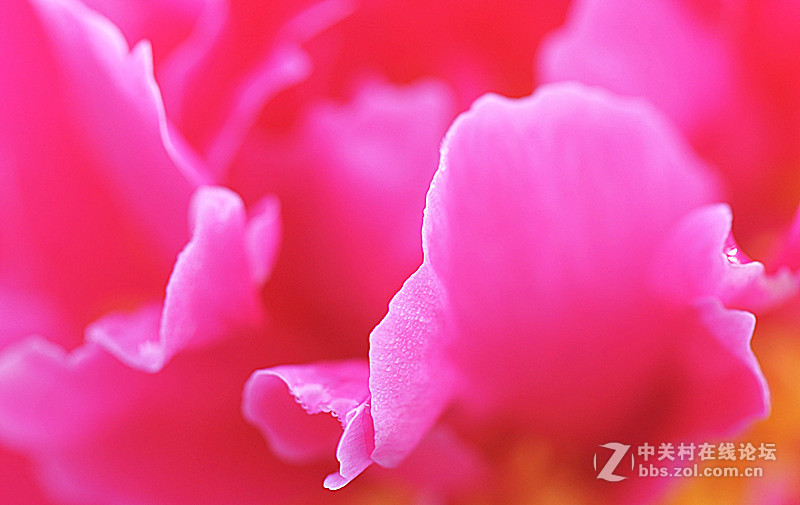 芍药花