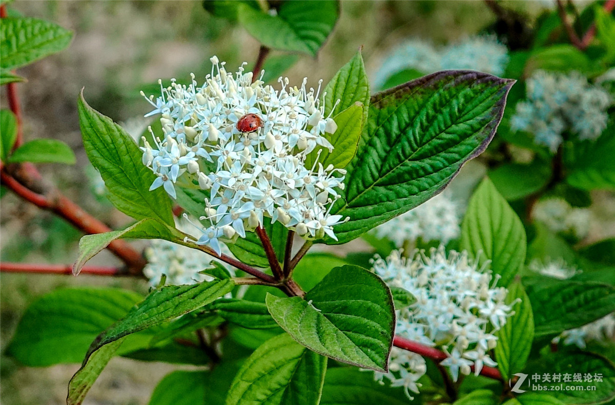 红瑞木开花了