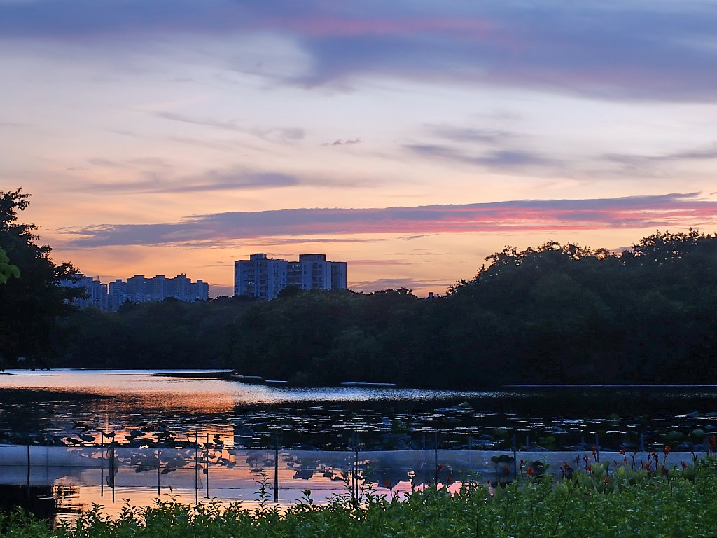 傍 晚 景 色 （十一）