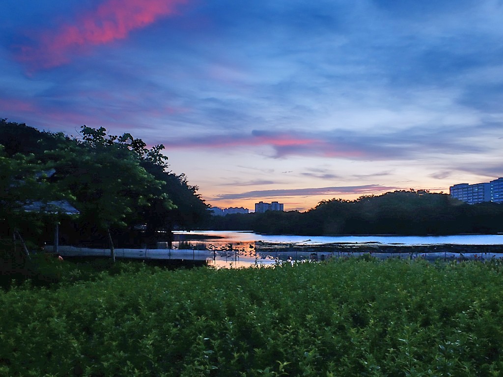 傍 晚 景 色 （十一）