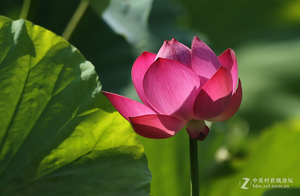 2015【荷花】之三