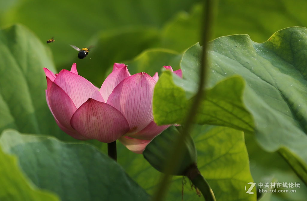 2015【荷花】之三